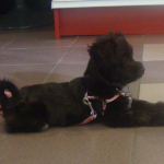 Havanese Puppy Dody