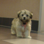 Havanese Zoe