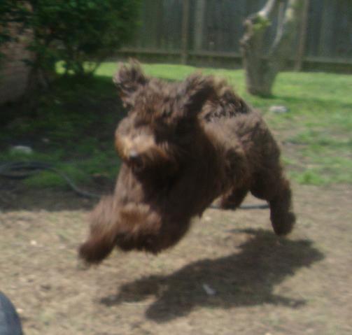 Often Airborne Labradoodle Maggie