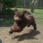 Often Airborne Labradoodle Maggie