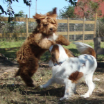 Airborne Mini Labradoodle Max and Huck