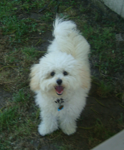 Cute Malti Poo Molly