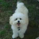 Cute Malti Poo Molly