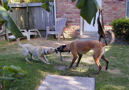 Yellow Labrador Sam Plays Tug with Belgian Malinois Taz