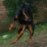 Airborne Dobermann Pearl