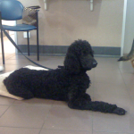 Standard Poodle Blue Ice