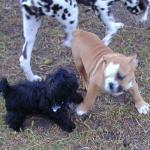 Baby English Bulldog Sikander Entices Baby MaltiPoo Tito to Play