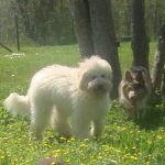 Goldendoodle Sophie and Friend Kota