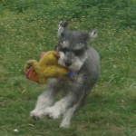 Schnoodle Punky with a Toy