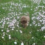 Mini Labradoodle Tater in the Flowers