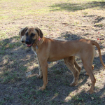 Rhodesian Ridgeback Rosie in Front of Standard Poodle Penne