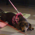 Tired Sugar