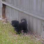 Maltipoo Tito