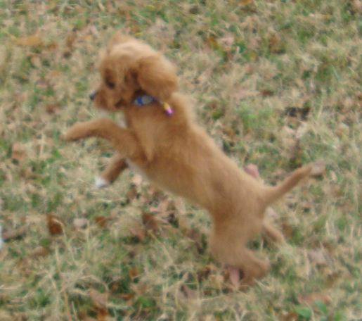 Cavapoo Twix