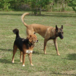 Ziggy and Taz