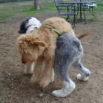 Murphy Discovers Old English Sheepdogs Like Rocky are Tall!