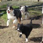 Austrailian Shepherd Yogi and Border Collies Belle and Frolic Play Fetch