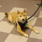 Shiba Inu Renji 2011