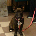 Lola 2011