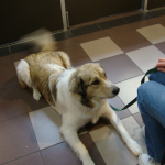 Sadie 2011