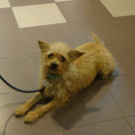 Scruffy 2011