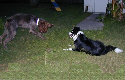 Ears!  Wirehaired Pointing Griffon Willie Plays with Border Collie Zoey