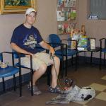 Shooter - German Shorthaired Pointer