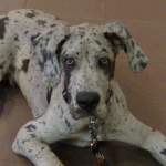 Am I Cute or What?  Chad, Baby Great Dane
