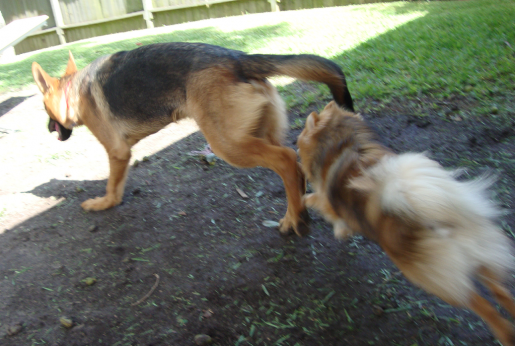 Tiny Pomeranian Cody Chases German Shepherd Rocky