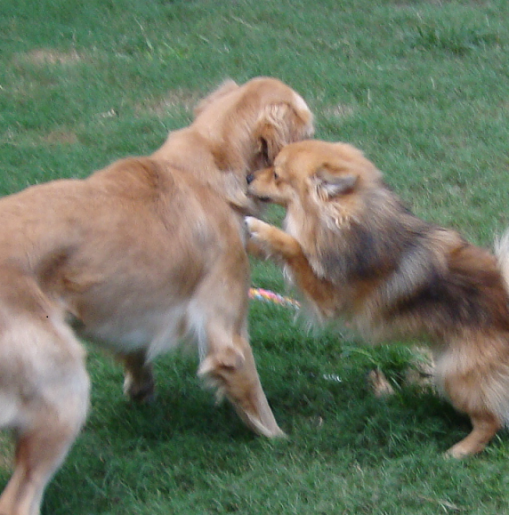 Pomeranian Cody Whispers to Golden Retriever Sadie