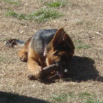 Baby German Shepherd Gigi Chews a Stick