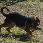 Baby German Shepherd Gigi Plays Keep-Away with a Stick