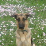 Koji in Flowers