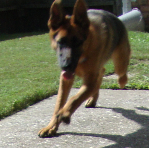 Rocky Runs