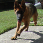 Rocky Runs