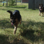 Bravo and Tango