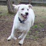 Labrador Retrievers