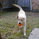 Charlotte Has a Toy