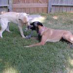 Sam and Taz Play