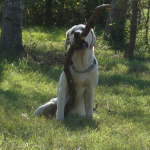 Chief has a Big Stick
