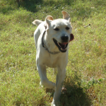 Chief Runs in the Yard
