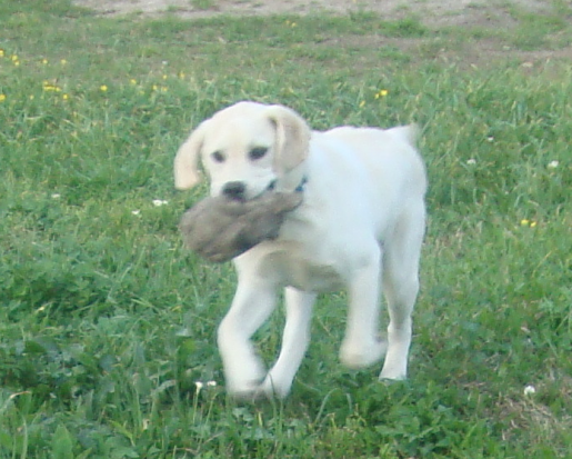 Still a Baby Yellow Labrador Cooper
