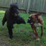 Standard Poodle Puppy Gigi Chases Boxer Puppy Caine