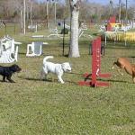 Boxer Daisy Mae Leads the Pack Over a Jump