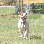 Baby Boxer Onyx Runs