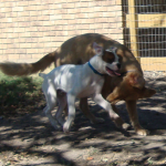 Baby Boxer Onyx Plays with Golden Retriever Rusty