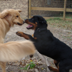 Rottweilers