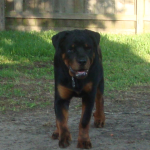 Young Rottweiler Jack