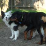 Baby Rottweiler Jack Kisses Border Collie Frolic