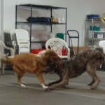 Scottish Deerhound Bramble Plays with Rough Collie